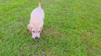 Nova, a female Labrador Retriever for sale in Port Wentworth, GA – 2 of 8