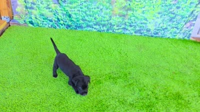 Lilly, a female Labrador Retriever for sale in Port Wentworth, GA – 4 of 10