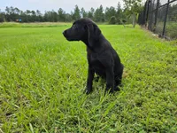 Annie, a female Labrador Retriever for sale in Port Wentworth, GA – 5 of 5