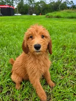 Teddy, a male Goldendoodle for sale in Port Wentworth, GA – 6 of 8