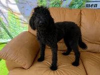 Sadie, a female Labradoodle for sale in Port Wentworth, GA – 4 of 5