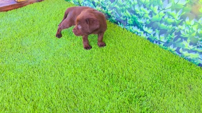 Bear, a male Labrador Retriever for sale in Port Wentworth, GA – 2 of 10