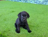 Leo, a male Labrador Retriever for sale in Savannah, GA – 1 of 7