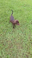 Bear, a male Labrador Retriever for sale in Savannah, GA – 6 of 6