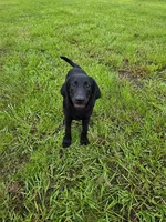 Luna, a female Labrador Retriever for sale in Savannah, GA – 9 of 10