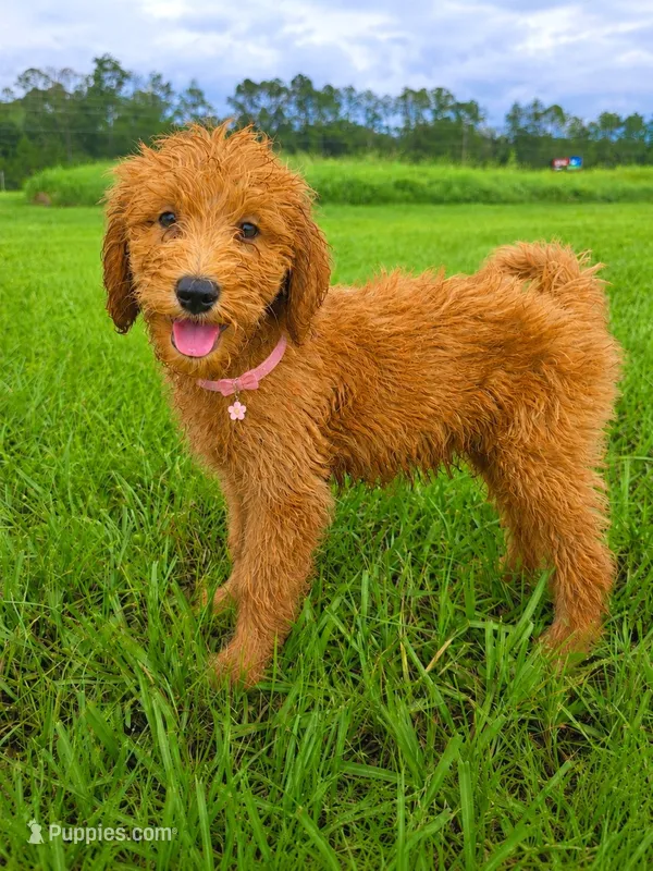 Goldie - F1 Standard – Goldendoodle puppy for sale in Alpharetta, GA