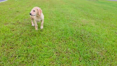 Nova, a female Labrador Retriever for sale in Port Wentworth, GA – 4 of 8