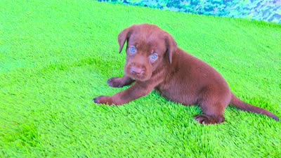 Bear, a male Labrador Retriever for sale in Port Wentworth, GA – 4 of 10