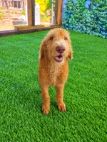 Honey, a female Labradoodle for sale in Port Wentworth, GA – 4 of 5