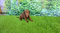 Heidi, a female Labrador Retriever for sale in Port Wentworth, GA – 8 of 8