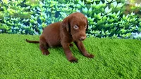 Heidi, a female Labrador Retriever for sale in Port Wentworth, GA – 7 of 8