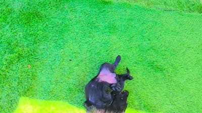 Smokey, a male Labrador Retriever for sale in Port Wentworth, GA – 2 of 8