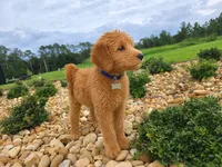 Teddy - F1 Standard, a male Goldendoodle for sale in Alpharetta, GA – 3 of 7