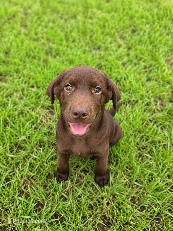 Stella – Labrador Retriever puppy for sale in Port Wentworth, GA