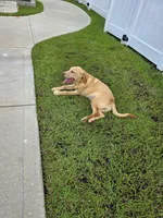 Max, a male Labrador Retriever for sale in Port Wentworth, GA – 5 of 6