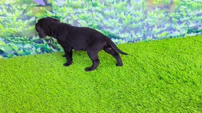 Lilly, a female Labrador Retriever for sale in Port Wentworth, GA – 6 of 10