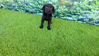 Leo, a male Labrador Retriever for sale in Savannah, GA – 5 of 7