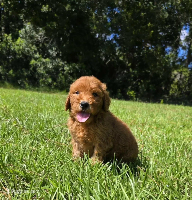 Louie – Goldendoodle puppy for sale in Port Wentworth, GA
