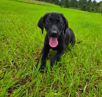 Annie, a female Labrador Retriever for sale in Port Wentworth, GA – 3 of 5