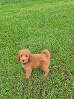 Teddy - F1 Standard, a male Goldendoodle for sale in Alpharetta, GA – 4 of 7