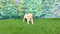 Rosie, a female Labrador Retriever for sale in Savannah, GA – 5 of 5