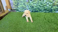 Milo, a male Labrador Retriever for sale in Savannah, GA – 6 of 6