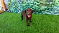 Bear, a male Labrador Retriever for sale in Port Wentworth, GA – 10 of 10