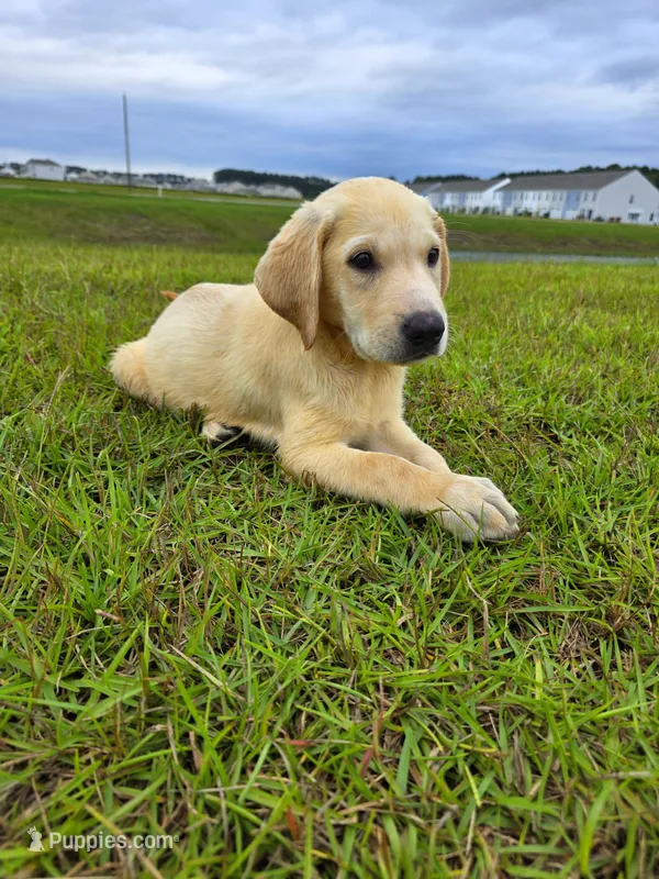 Luna – Labrador Retriever puppy for sale in Port Wentworth, GA