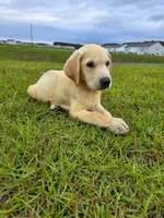 Luna, a female Labrador Retriever for sale in Port Wentworth, GA – 1 of 8
