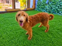 Benny, a male Labradoodle for sale in Port Wentworth, GA – 4 of 4