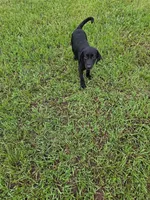 Luna, a female Labrador Retriever for sale in Savannah, GA – 7 of 10