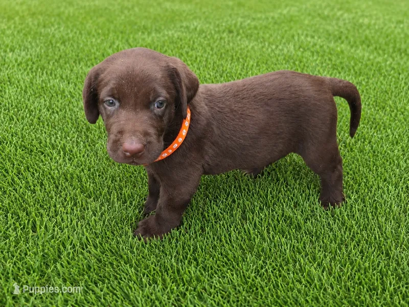 Lucy – Labrador Retriever puppy for sale in Savannah, GA