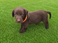 Lucy, a male Labrador Retriever for sale in Savannah, GA – 1 of 7