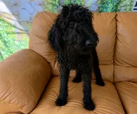Theo, a male Labradoodle for sale in Port Wentworth, GA – 4 of 4
