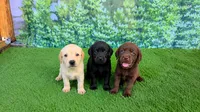 Theo, a male Labrador Retriever for sale in Port Wentworth, GA – 8 of 8