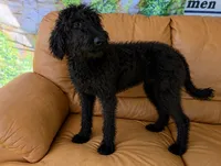 Theo, a male Labradoodle for sale in Port Wentworth, GA – 3 of 4