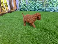 Millie, a female Goldendoodle for sale in Port Wentworth, GA – 3 of 8