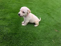 Lucy, a male Labrador Retriever for sale in Savannah, GA – 3 of 7