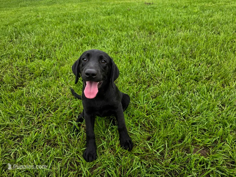 Luna – Labrador Retriever puppy for sale in Savannah, GA