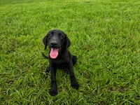 Luna, a female Labrador Retriever for sale in Savannah, GA – 1 of 10