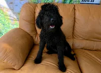Sadie, a female Labradoodle for sale in Port Wentworth, GA – 3 of 5