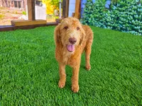 Honey, a female Labradoodle for sale in Port Wentworth, GA – 3 of 5