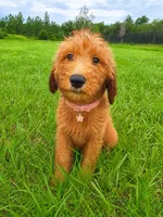 Goldie - F1 Standard, a female Goldendoodle for sale in Alpharetta, GA – 5 of 5