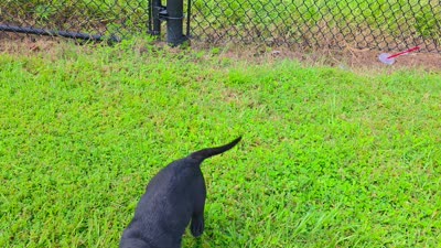 Annie, a female Labrador Retriever for sale in Port Wentworth, GA – 2 of 5