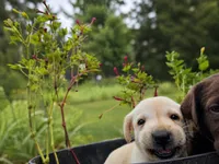 Max, a male Labrador Retriever for sale in Savannah, GA – 5 of 7
