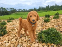 Teddy - F1 Standard, a male Goldendoodle for sale in Alpharetta, GA – 6 of 7
