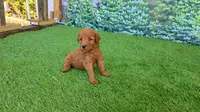 Millie, a female Goldendoodle for sale in Port Wentworth, GA – 8 of 8