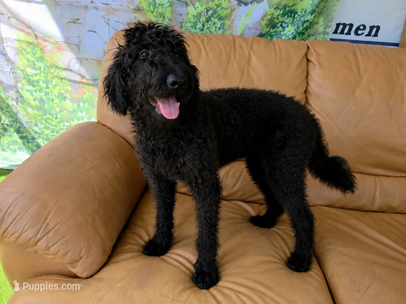 Theo – Labradoodle puppy for sale in Port Wentworth, GA