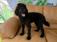 Theo, a male Labradoodle for sale in Port Wentworth, GA – 1 of 4
