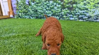Louie, a male Goldendoodle for sale in Port Wentworth, GA – 3 of 4